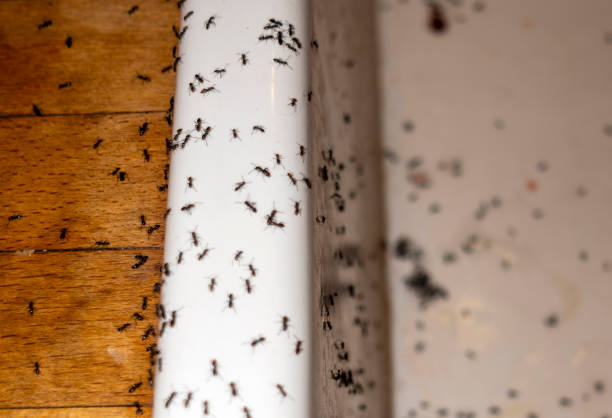 Best Bed Bug Extermination  in Millersport, OH