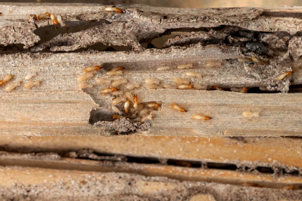 Best Wasp Removal Services  in Millersport, OH